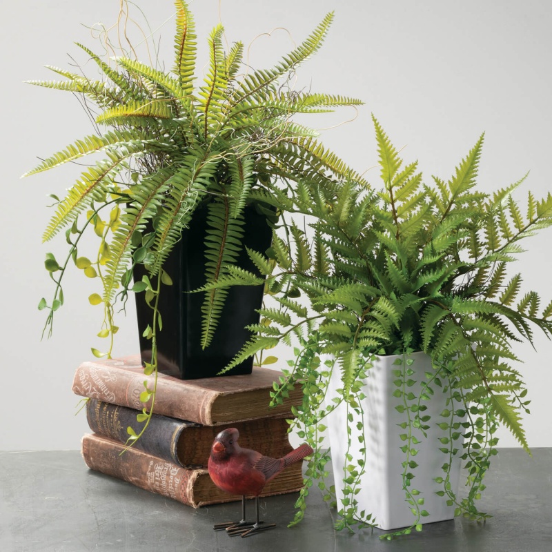 Fern Potted