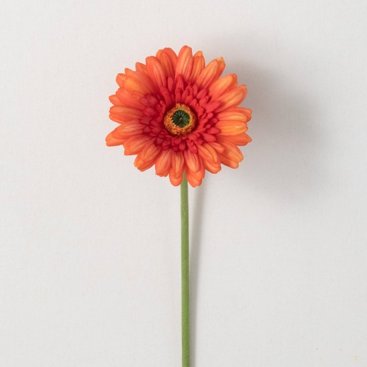 Orange Flame Gerbera Daisy