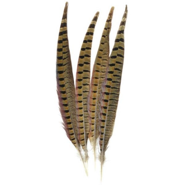 Ringneck Pheasant Feathers 4/Pkg
