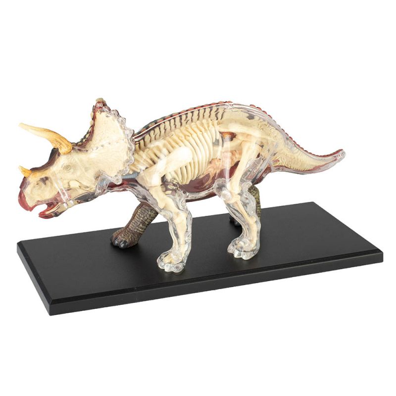 4D Triceratops Vision Model