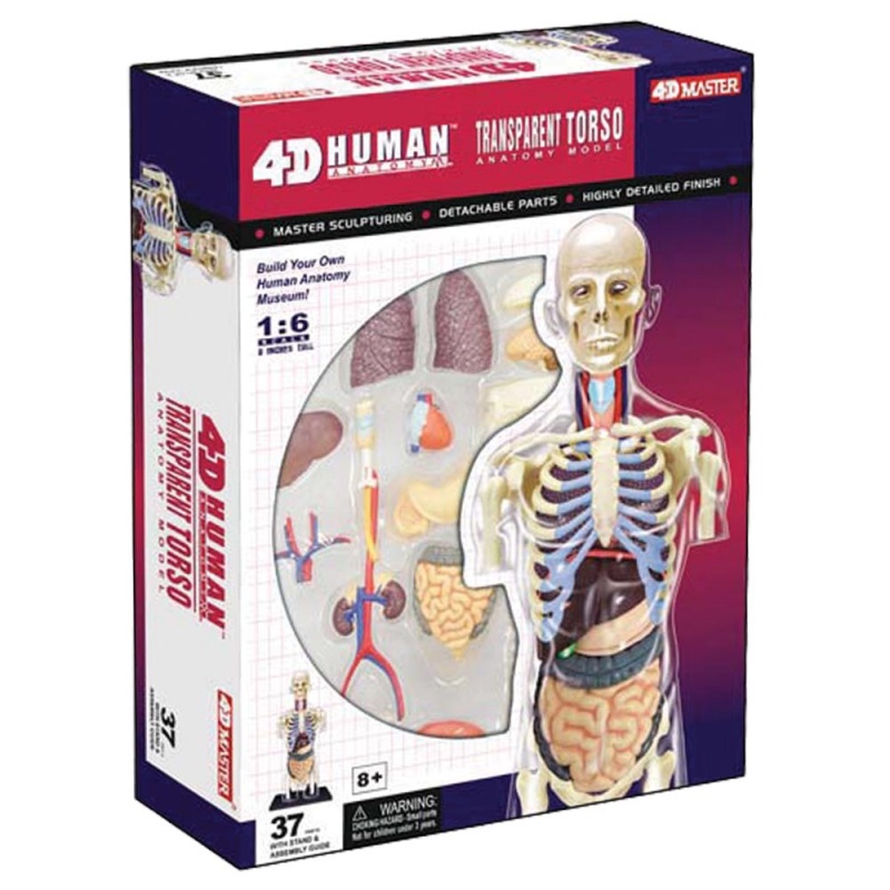 4d Human Anatomy Transparent Torso Model