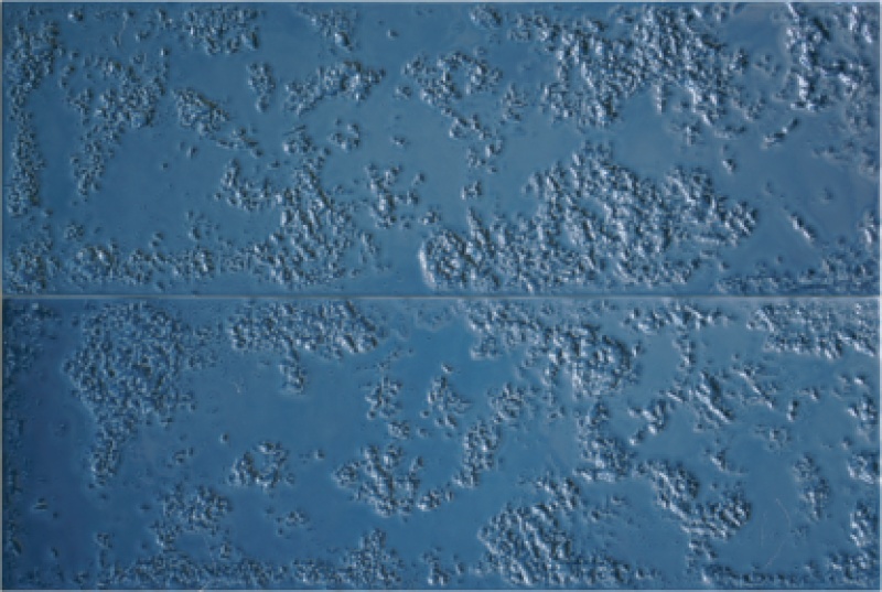 Kamado Blue Porcelain Tile - Glossy - 6" x 18"