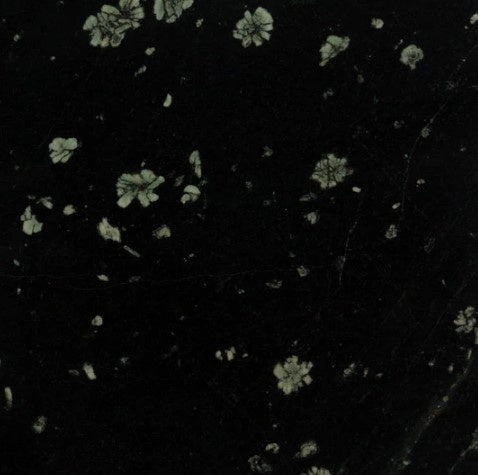 Lotus Flower Marble Tile - Polished - 18" X 18"