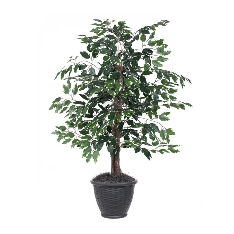 4' Variegated Ficus Bush In Gray Pot