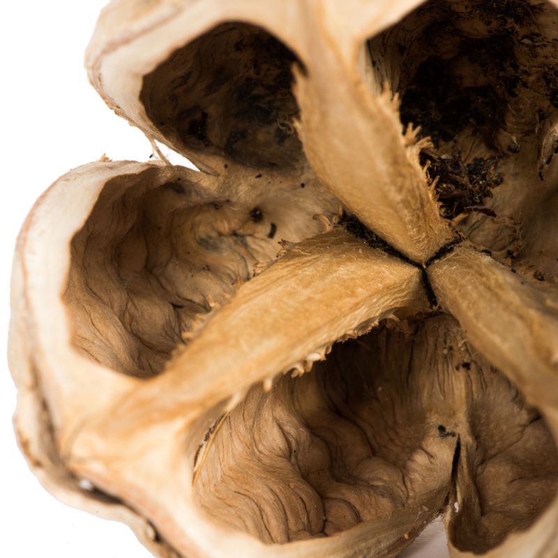 34" Bleached Sora Pods 25Pk