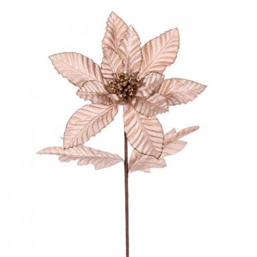 22 Champagne Velvet Glitter Trim Poinsettia - 6/Bg