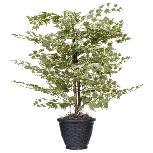 4' Silver Maple Bush in Gray Plastic Pot