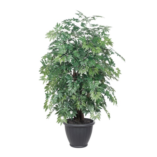 4' Ming Aralia Extra Full In Gray Pot