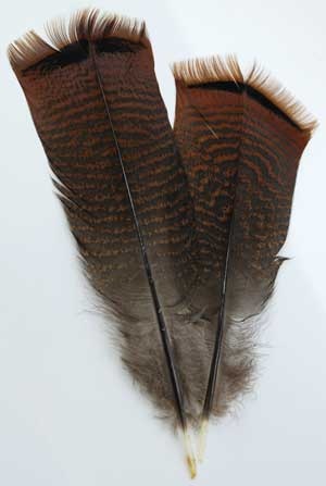 Bronze Pre-Tail Turkey Feather for Magical Crafts and Spells
